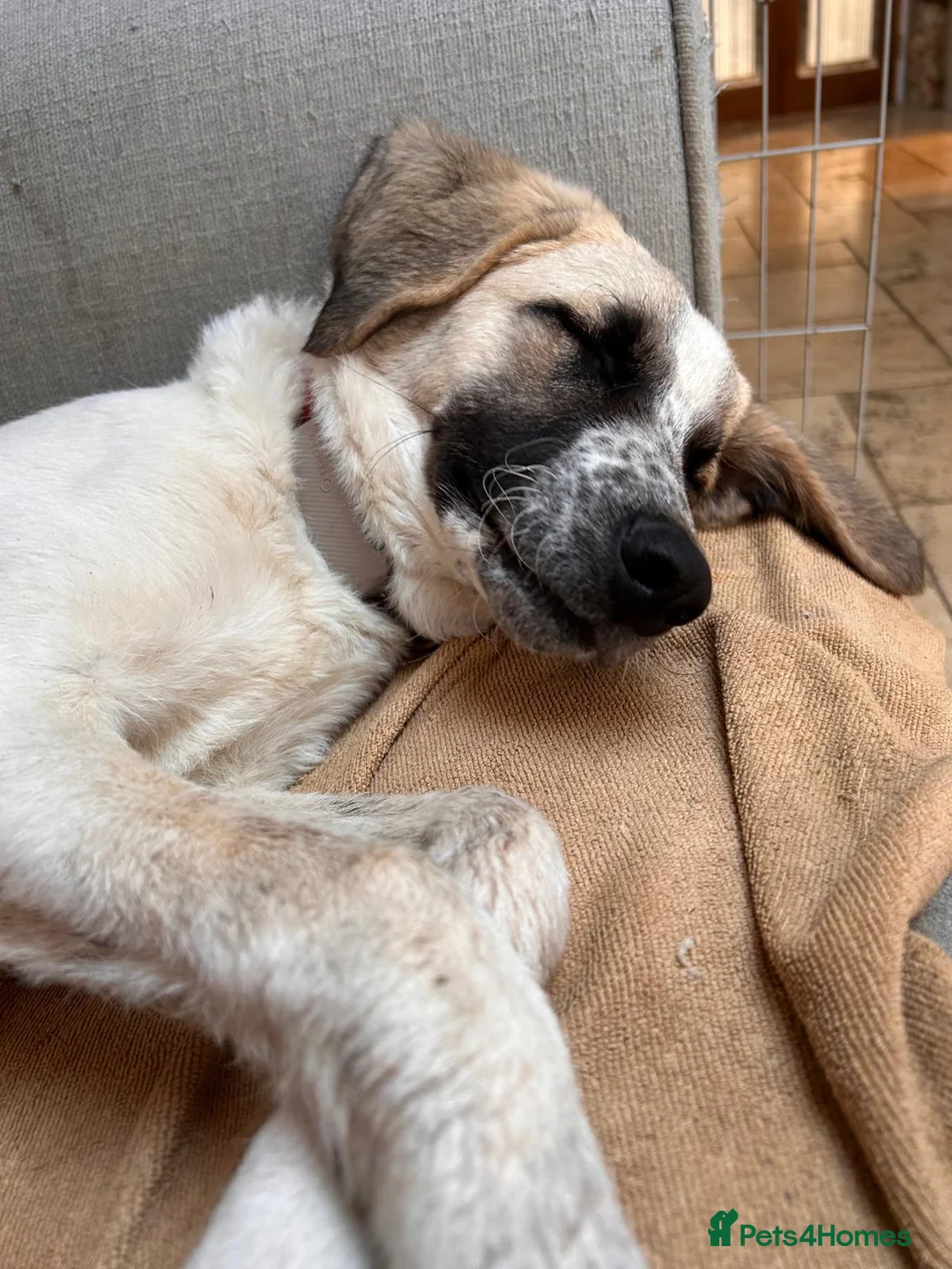 Mixed Breed dogs for adoption: Amara: Beautiful Soul Seeking a Family to Love - Advert 5