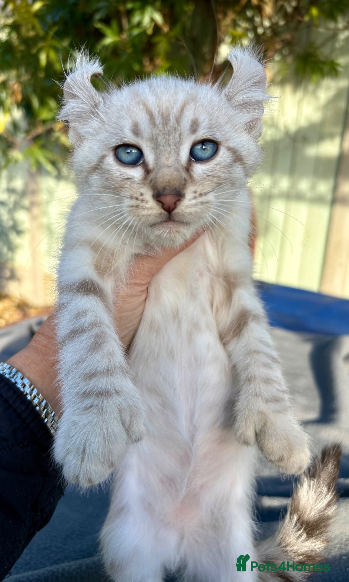 Keetso cats for sale: Awesome litter of polydactyl snow leopard Keetsos  - Advert 2
