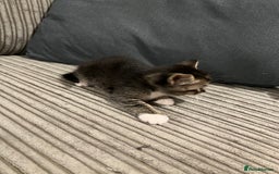 Domestic Shorthair cats for sale: Ekaterine  - Image 5