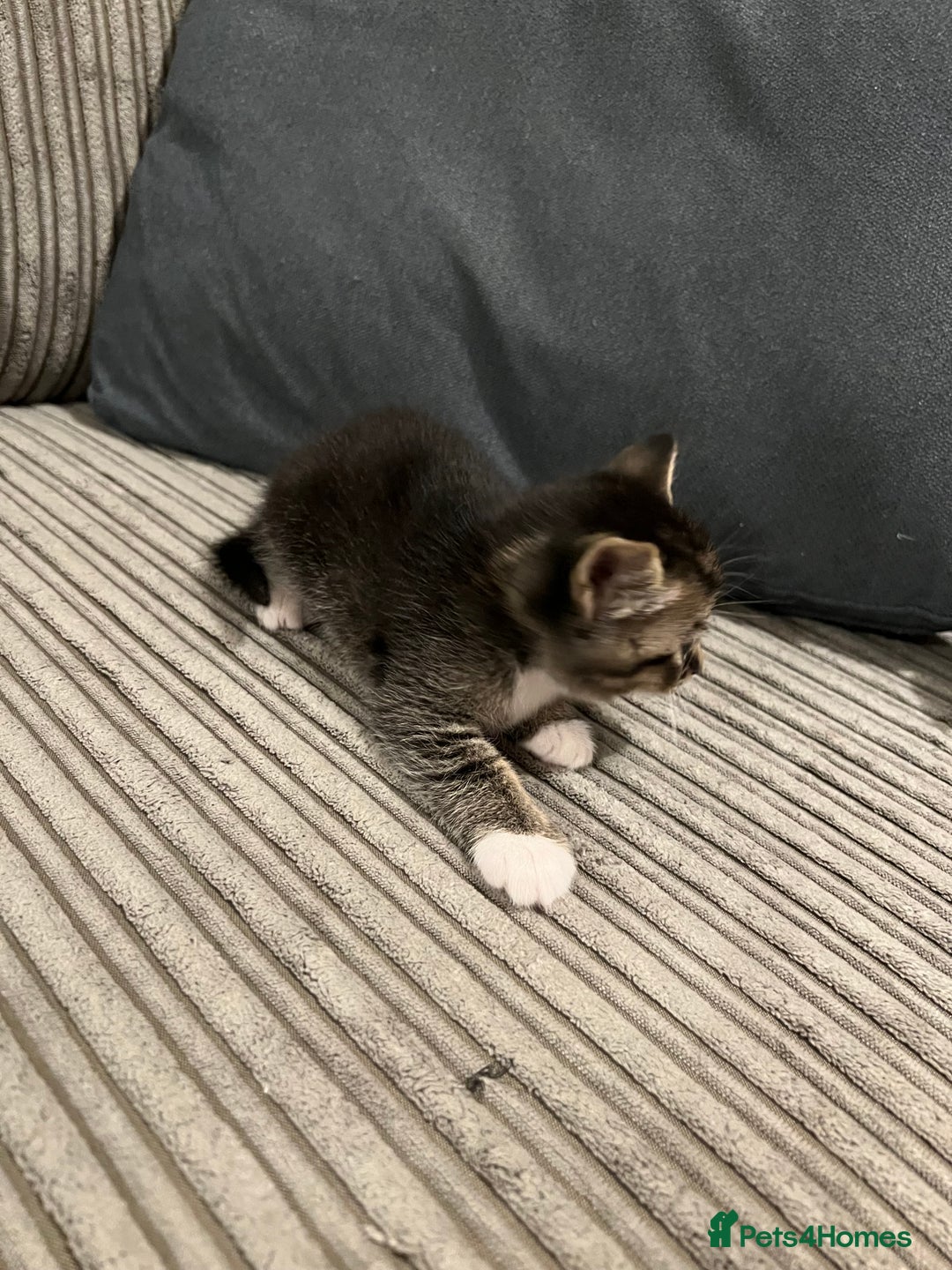 Domestic Shorthair cats for sale: Ekaterine  - Image 5
