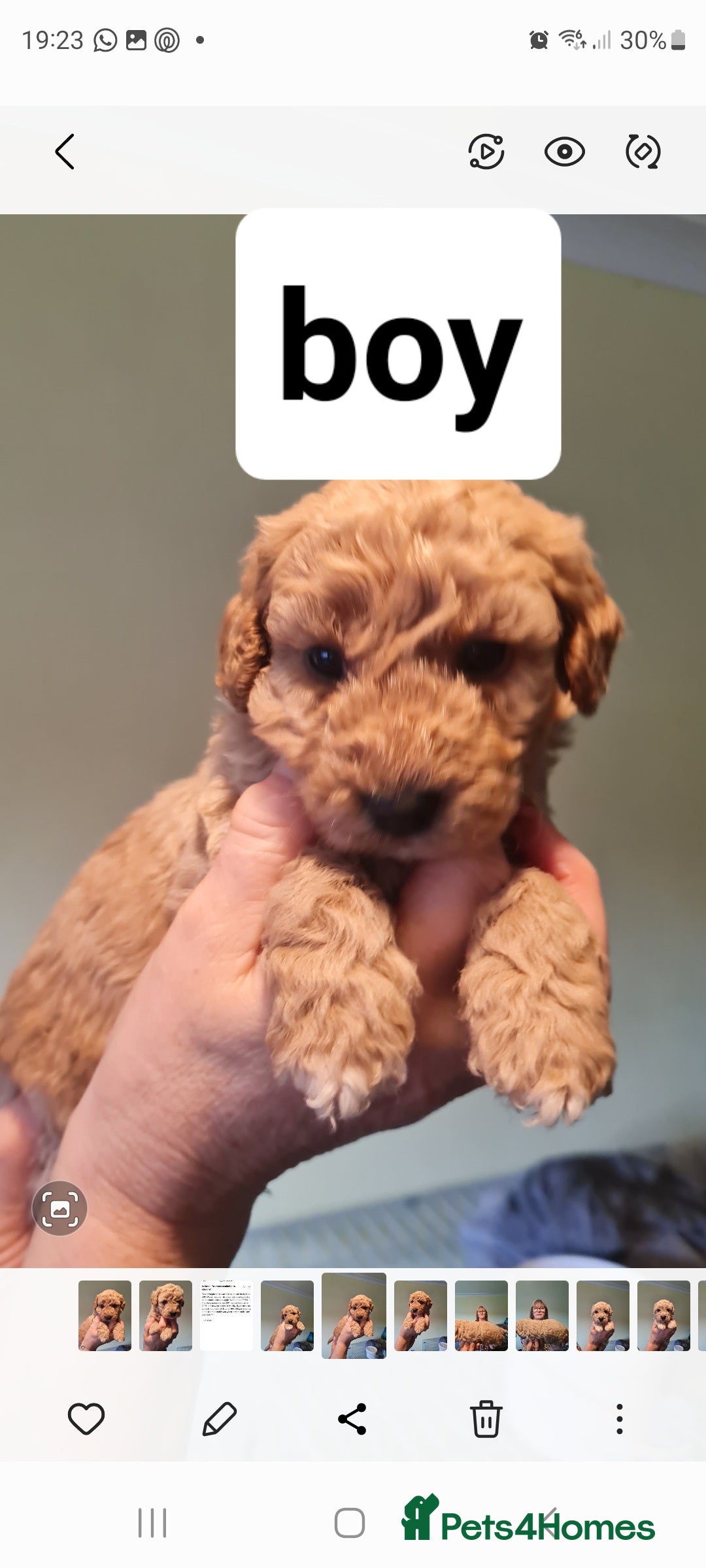 Poochon dogs 4 beautiful fluffy poochon puppies for sale - Advert 13