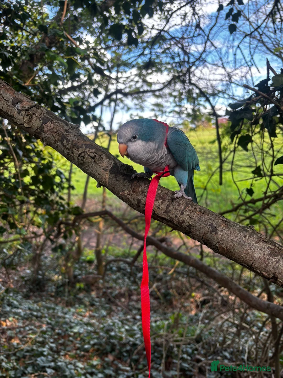 Parrots birds for sale: 6yo Quaker Parrot for rehoming in Neston - Advert 2