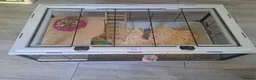 Hamster rodents for sale: Female Syrian Hamster with cage - Advert 5