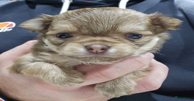 Chihuahua dogs Long hair tri chocolate apple head chihuahuas   - Advert 4