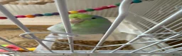 Parrots birds for sale: Parrotlet named Charlie in Reading - Advert 3