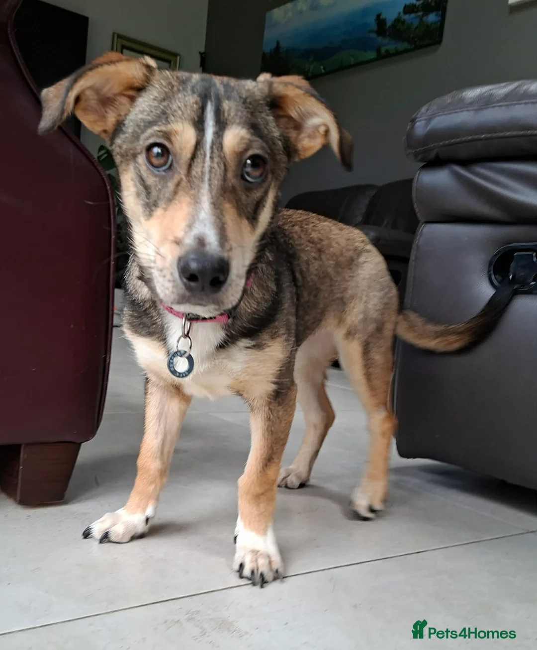 Mixed Breed dogs for adoption: Tallulah - north Walsham Norfolk  in North Walsham - Advert 2