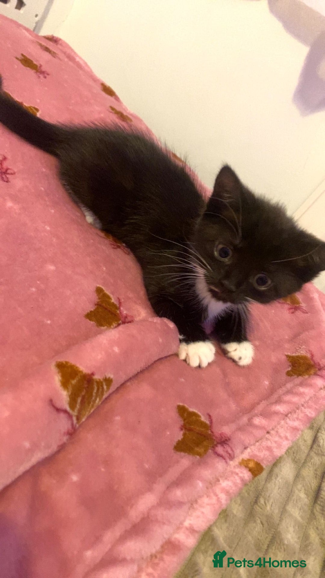 Mixed Breed cats for sale: Kittens looking a new home  - Advert 4