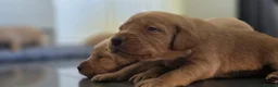 Labrador Retriever dogs for sale: Little Labradors, Ready for Their Next Adventure in Derby - Advert 11