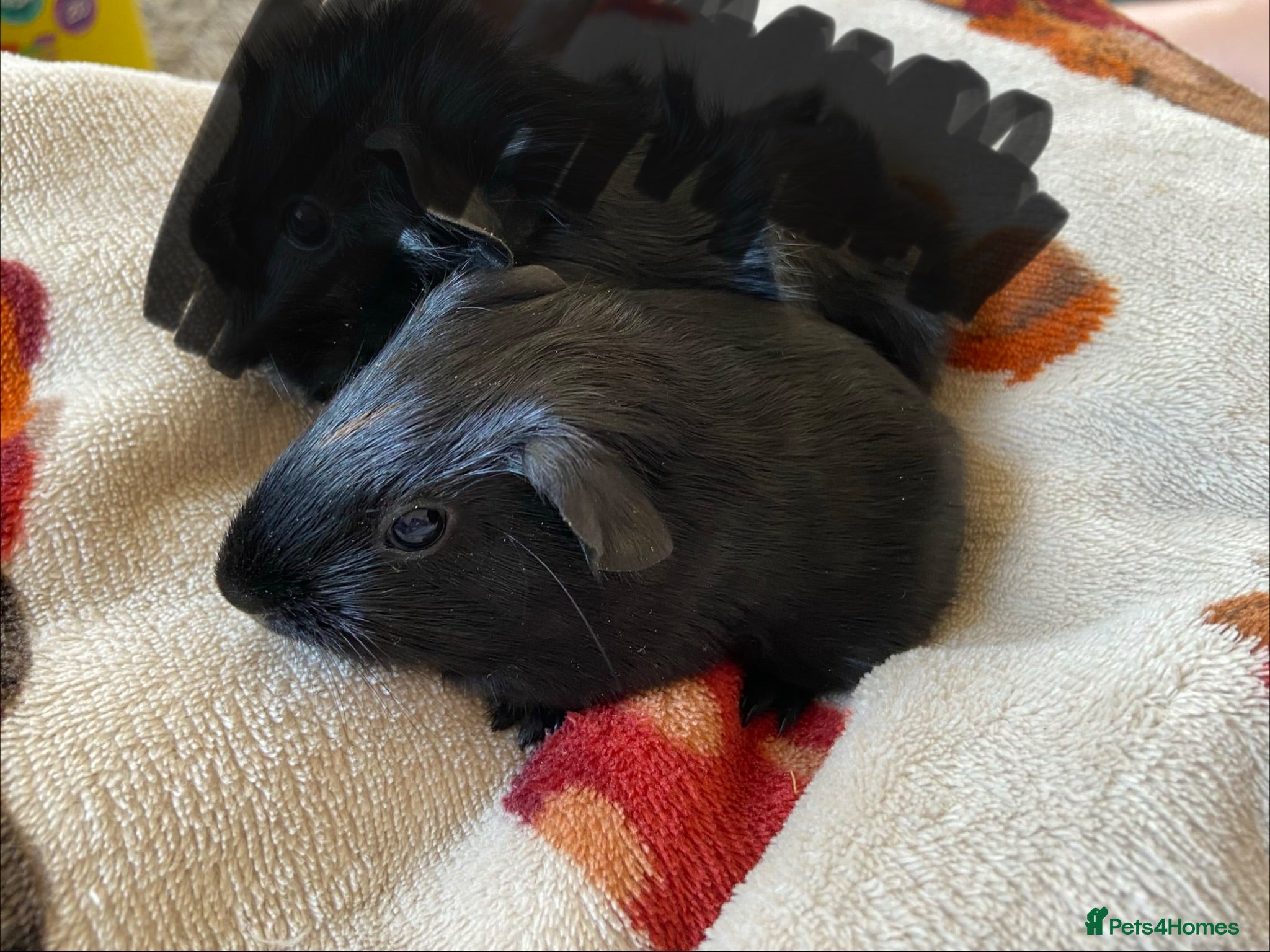 Guinea Pig rodents 1 Boy Boar Guinea Pig  - Advert 16