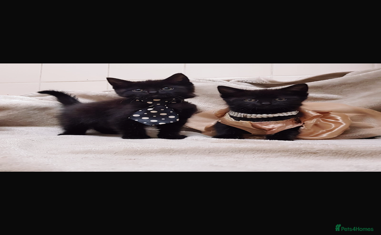 Mixed Breed cats - Advert 16