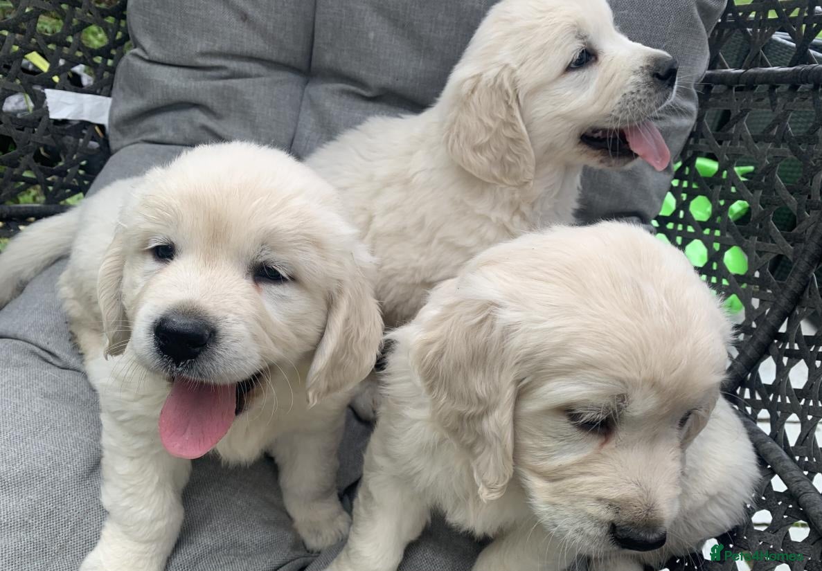 Golden Retriever dogs Top quality golden retriever puppies - Advert 12