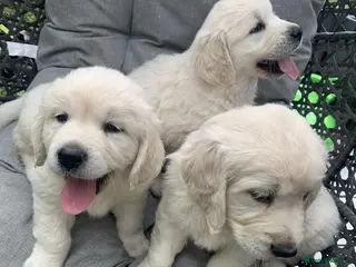 Golden Retriever dogs Top quality golden retriever puppies - Advert 12