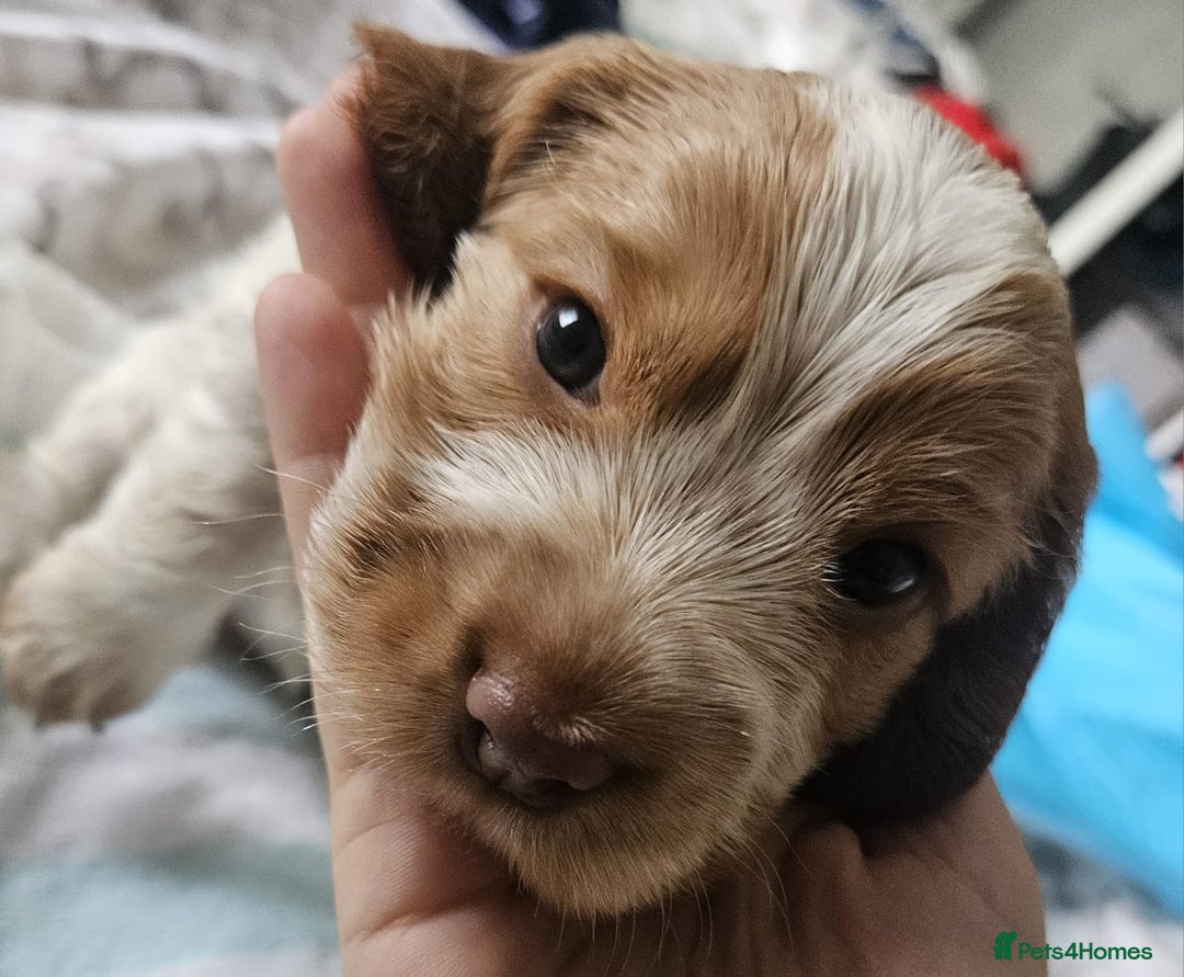 Cocker Spaniel dogs for sale: Show cocker spaniel  - Image 31