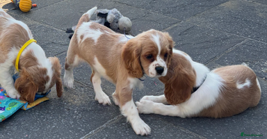 Cavalier King Charles Spaniel dogs - Advert 8