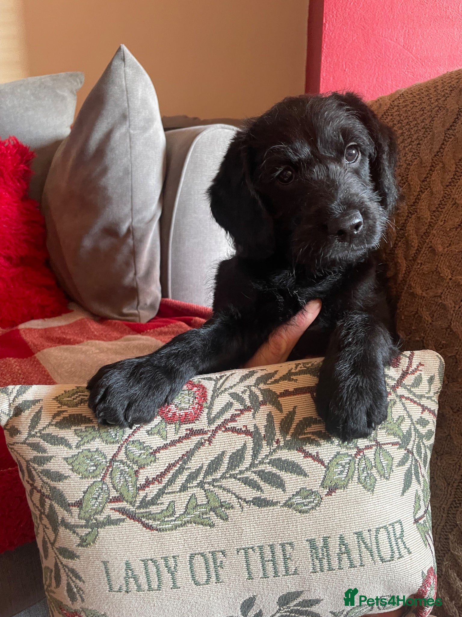 Labradoodle dogs F1 Miniature Labradoodle puppies - Advert 1