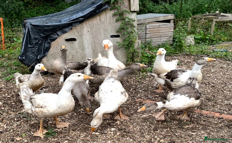 Geese poultry - Advert 1