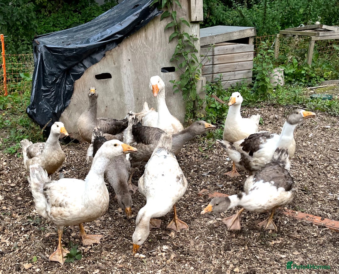 Geese poultry for sale: Embden X Toulouse Goslings  - Image 1