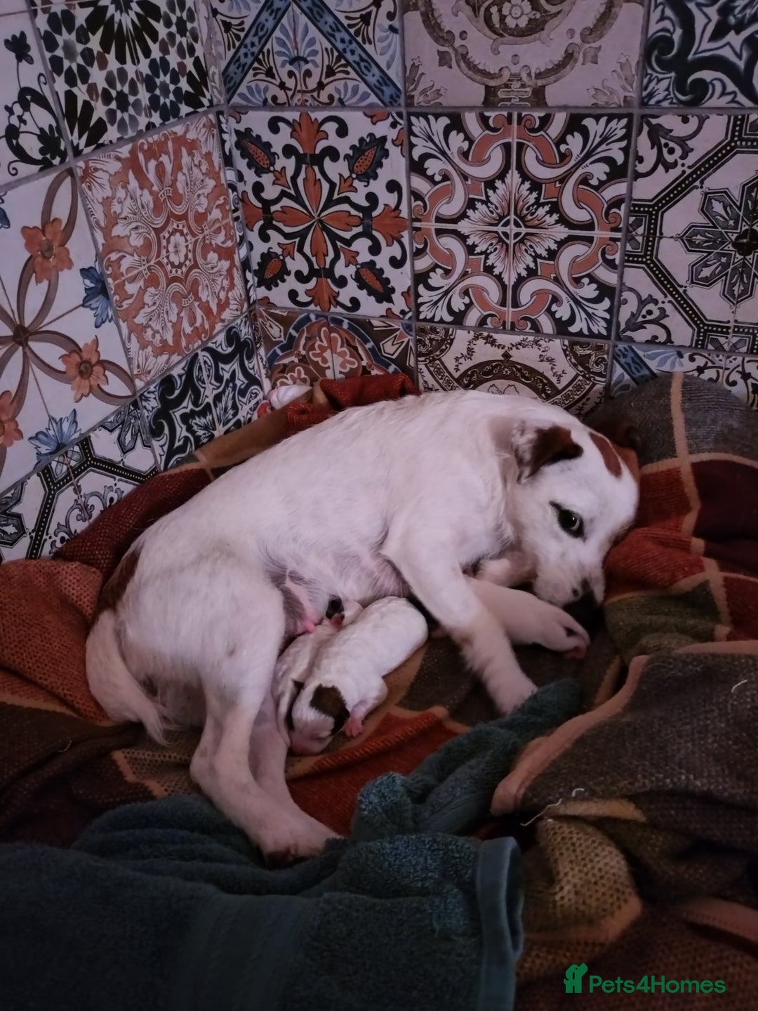 Jack Russell dogs for sale: Tremendous JRT boys  - Image 10