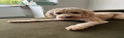 Cavapoochon dogs for sale: Tilly female 3 years old  - Advert 4