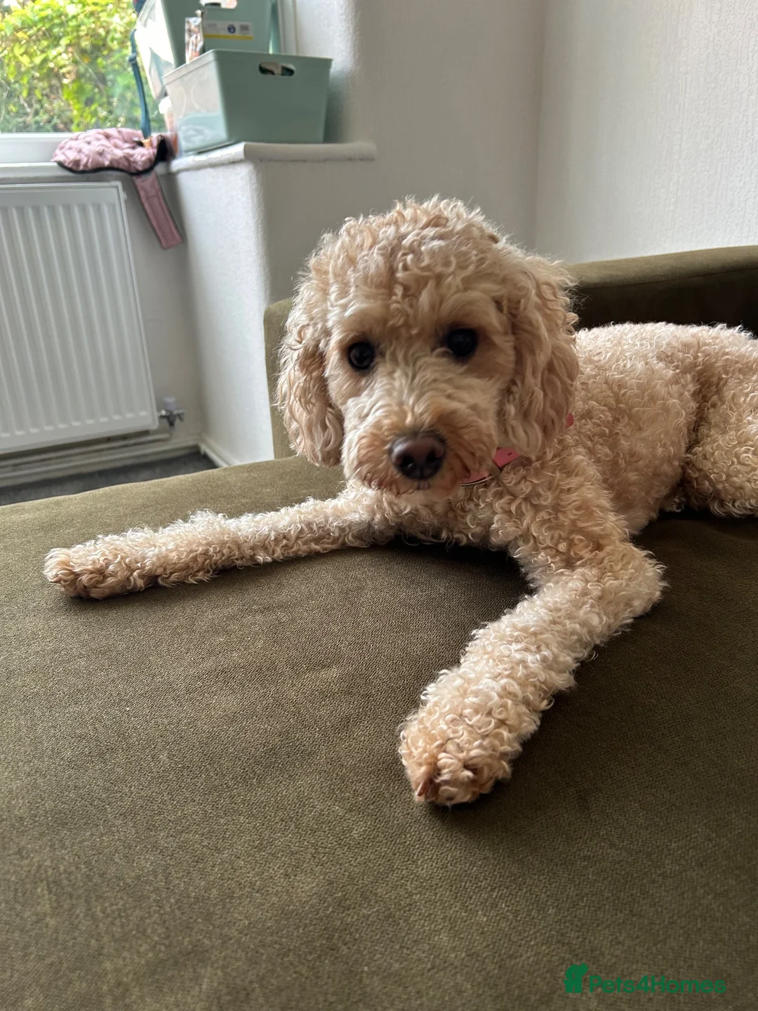 Cavapoochon dogs for sale: Tilly female 3 years old  - Advert 4