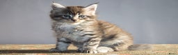 Maine Coon cats for sale: Gorgeous TICA-Registered Maine Coon Kittens! - Advert 4