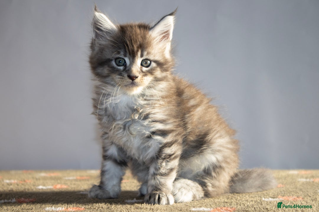 Maine Coon cats for sale: Gorgeous TICA-Registered Maine Coon Kittens! - Advert 4