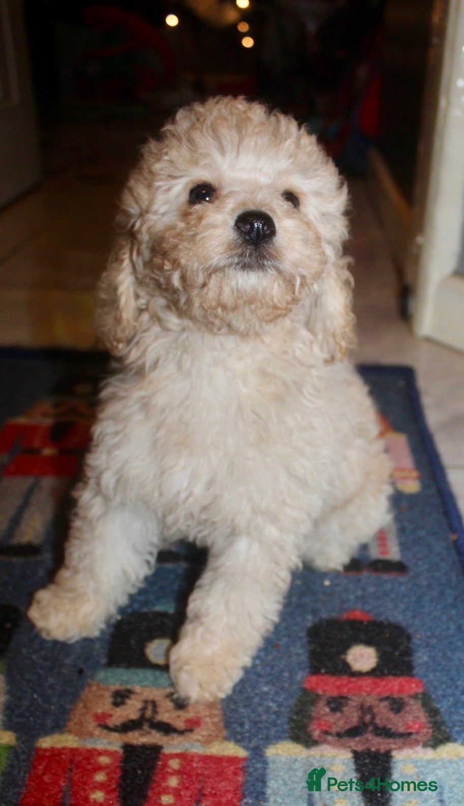 Cockapoo dogs Child friendly cockapoo puppies  - Advert 5