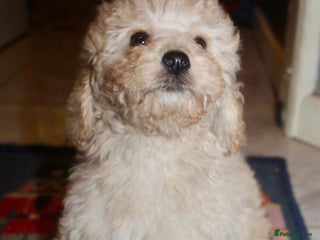 Cockapoo dogs Child friendly cockapoo puppies - Advert 5