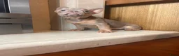 French Bulldog dogs for sale: French bull dog puppies in Manchester - Advert 7