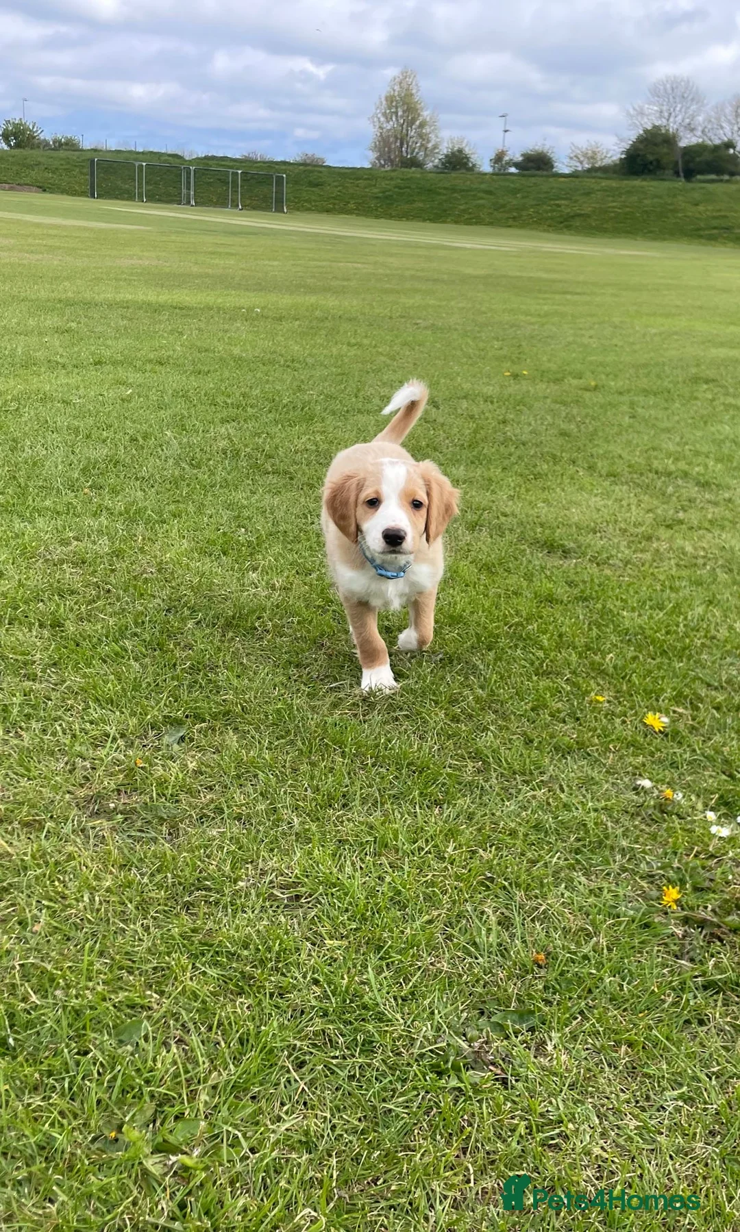 Cocker Spaniel dogs for sale: Stunning cocker spaniel puppies  in Romford - Advert 2