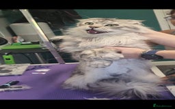 Maine Coon cats for sale: Pure Breed Maine Coon Male - Image 2