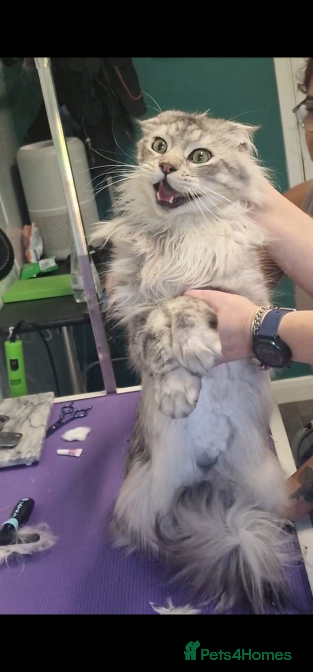Maine Coon cats for sale: Pure Breed Maine Coon Male - Image 2