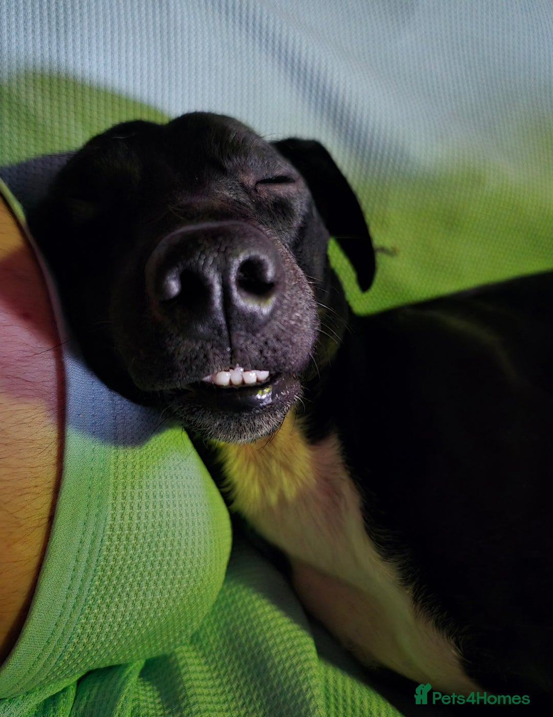 Mixed Breed dogs for sale: Loving Dog needs Loving Home  - Image 3