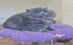 British Longhair cats for sale: GCCF Registered British Longhair kittens - Image 2