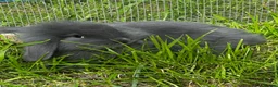 Mixed Breed rabbits for sale: Mixed baby rabbits born 19/08/26 - Advert 5