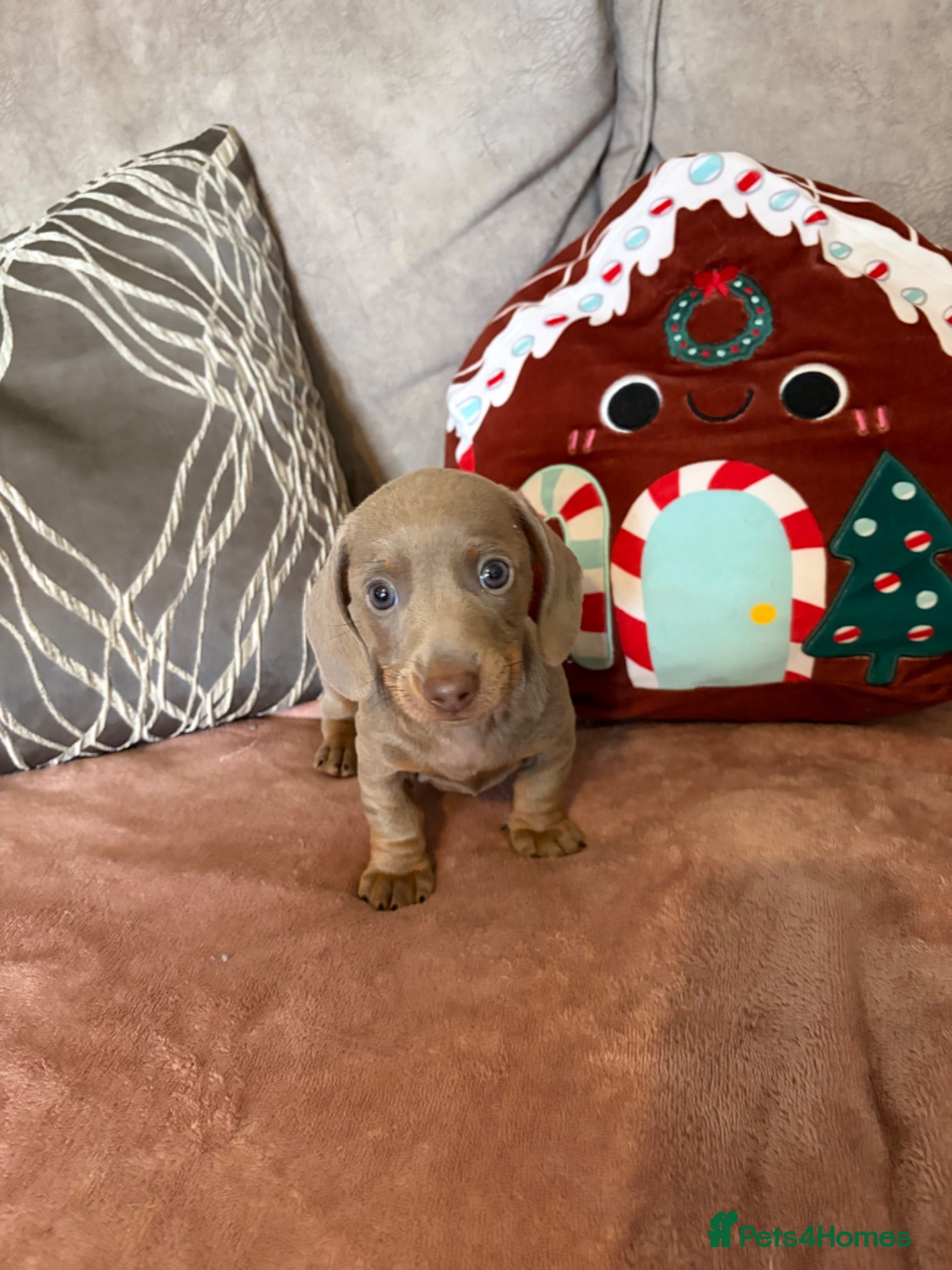 Miniature Dachshund dogs Rainbow minture dachshunds  - Advert 2