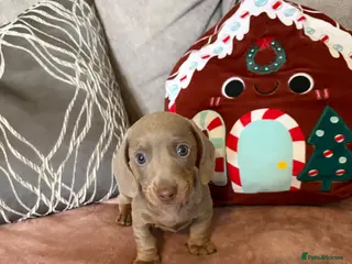 Miniature Dachshund dogs Rainbow minture dachshunds - Advert 2