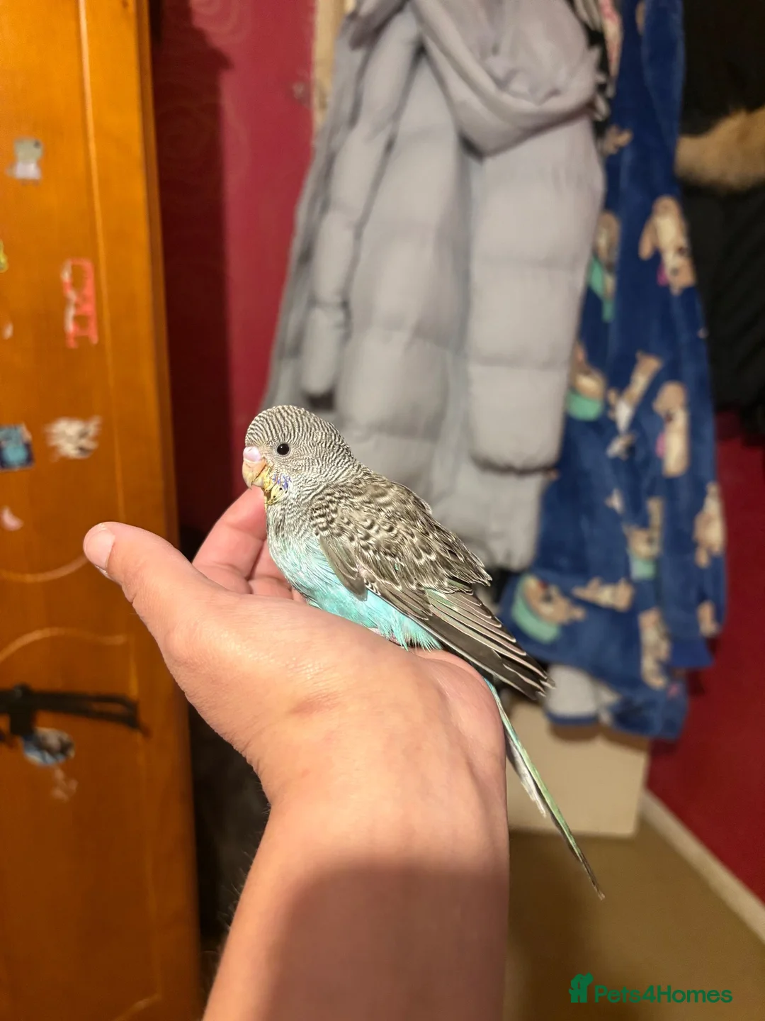 Budgerigars birds for sale: Hand reared Budgie  - Advert 6