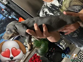 Miniature Dachshund dogs Miniature Dachshund - Advert 1