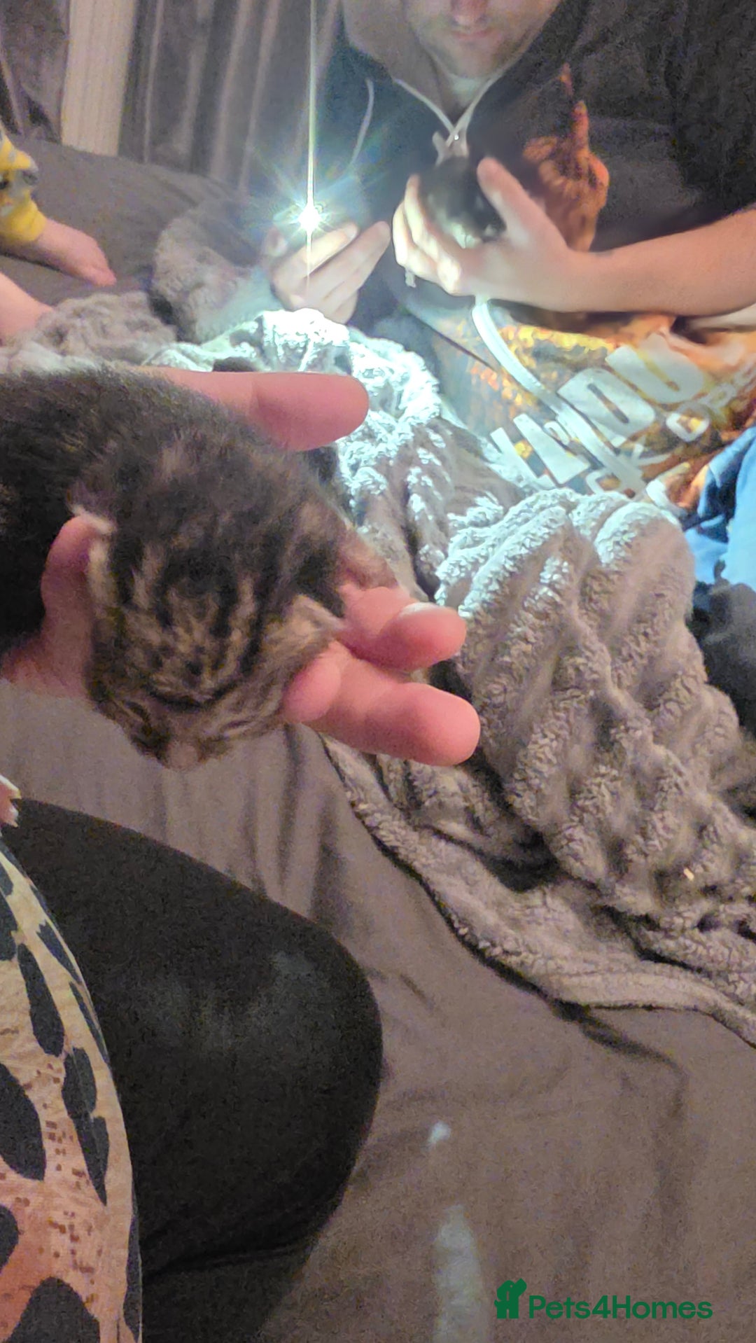 Savannah cats for sale: Savannah X Domestic cat - Advert 9