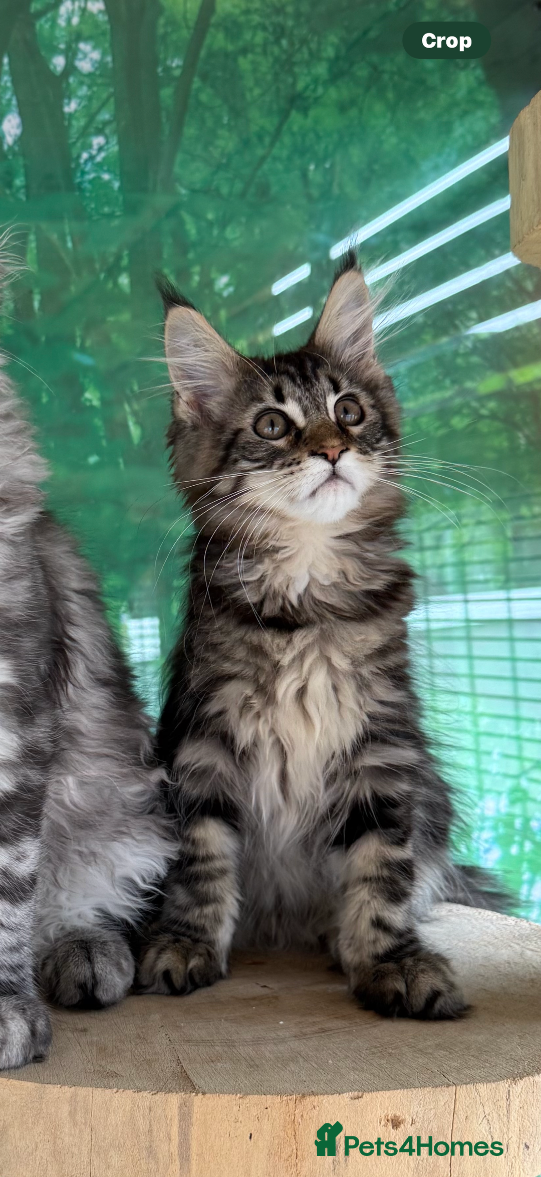Maine Coon cats for sale: Top quality Maine coon kittens - Image 3