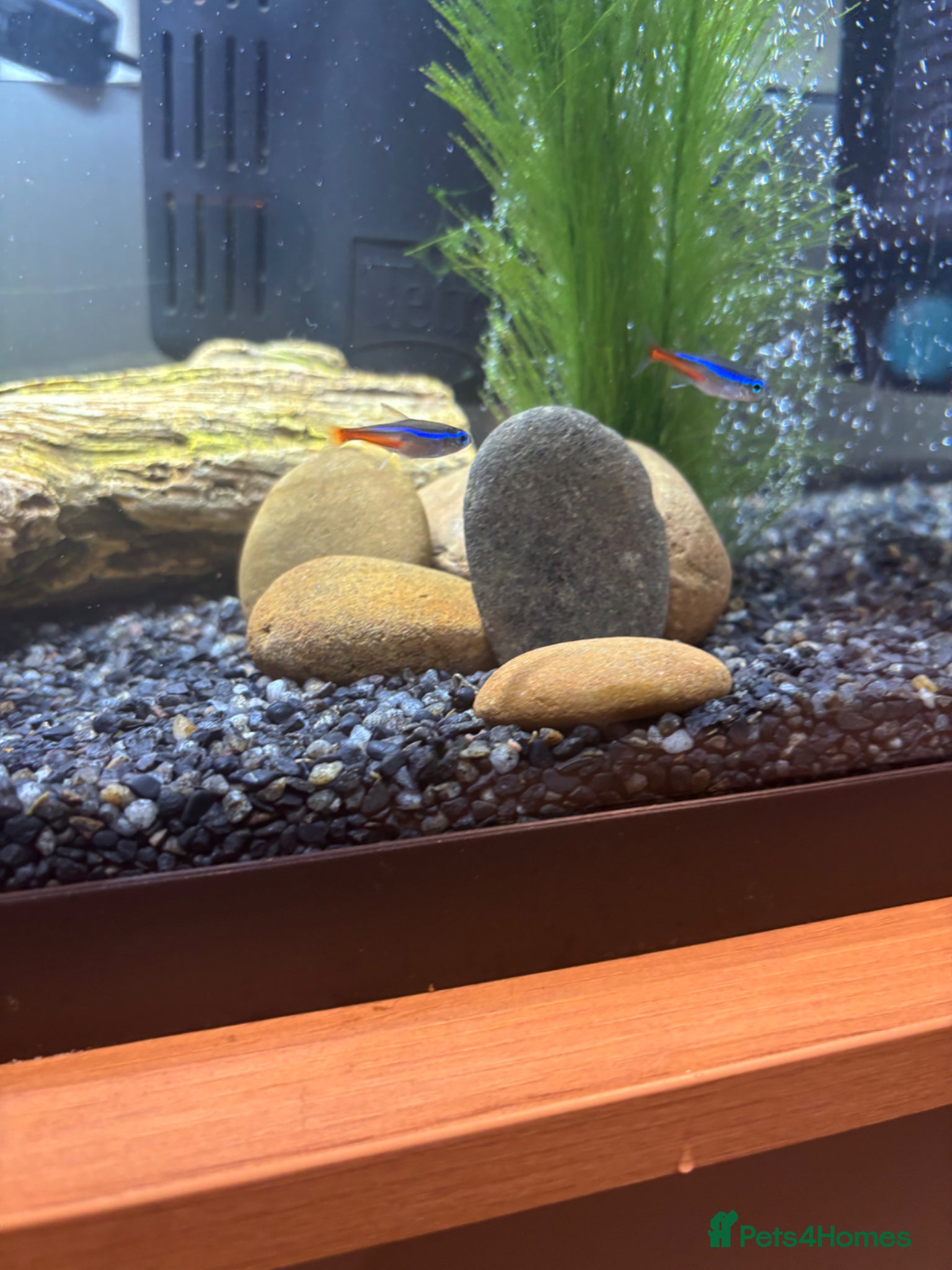 Bettas fish for sale: 3 bettas, 5 neon tetras, one clown pleco - Advert 8