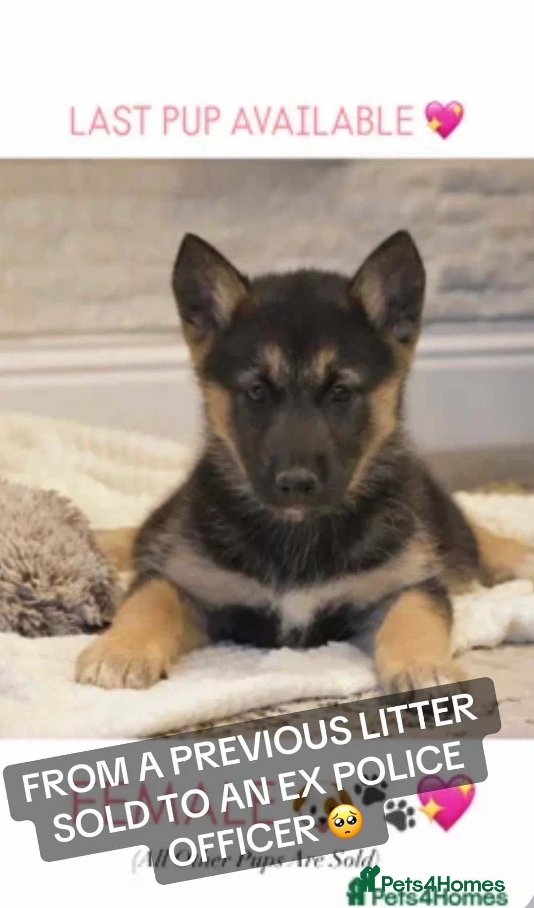 German Shepherd dogs for sale: Original Straight Back German Shepherds  - Advert 2