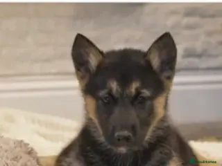 German Shepherd dogs Original Straight Back German Shepherds - Advert 2