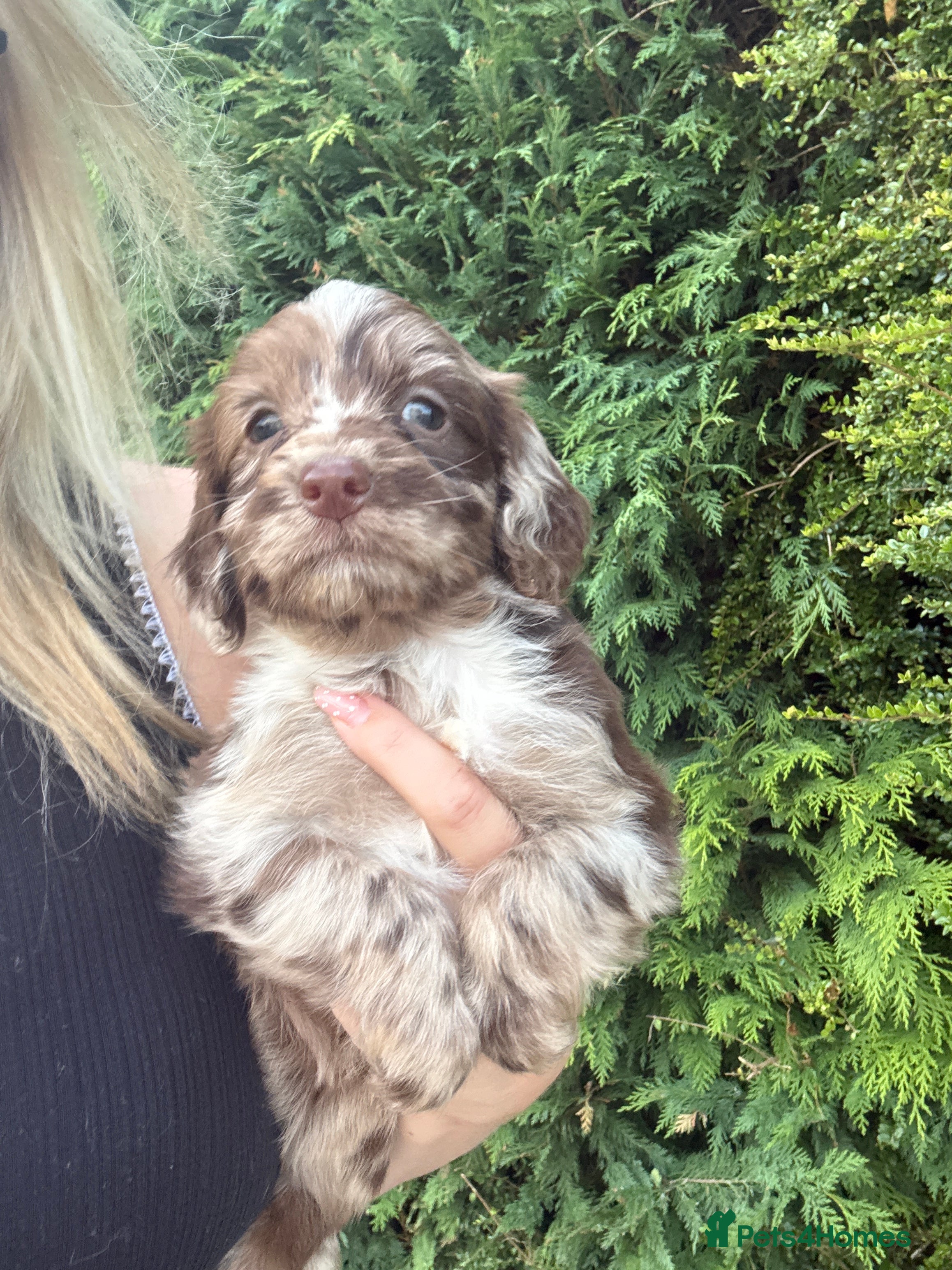 Sproodle dogs Gorgeous F1 Merle Sproodles  - Advert 2