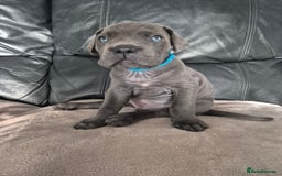 Cane Corso dogs for sale: Beautiful Blue Cane Corso Puppies - Image 24