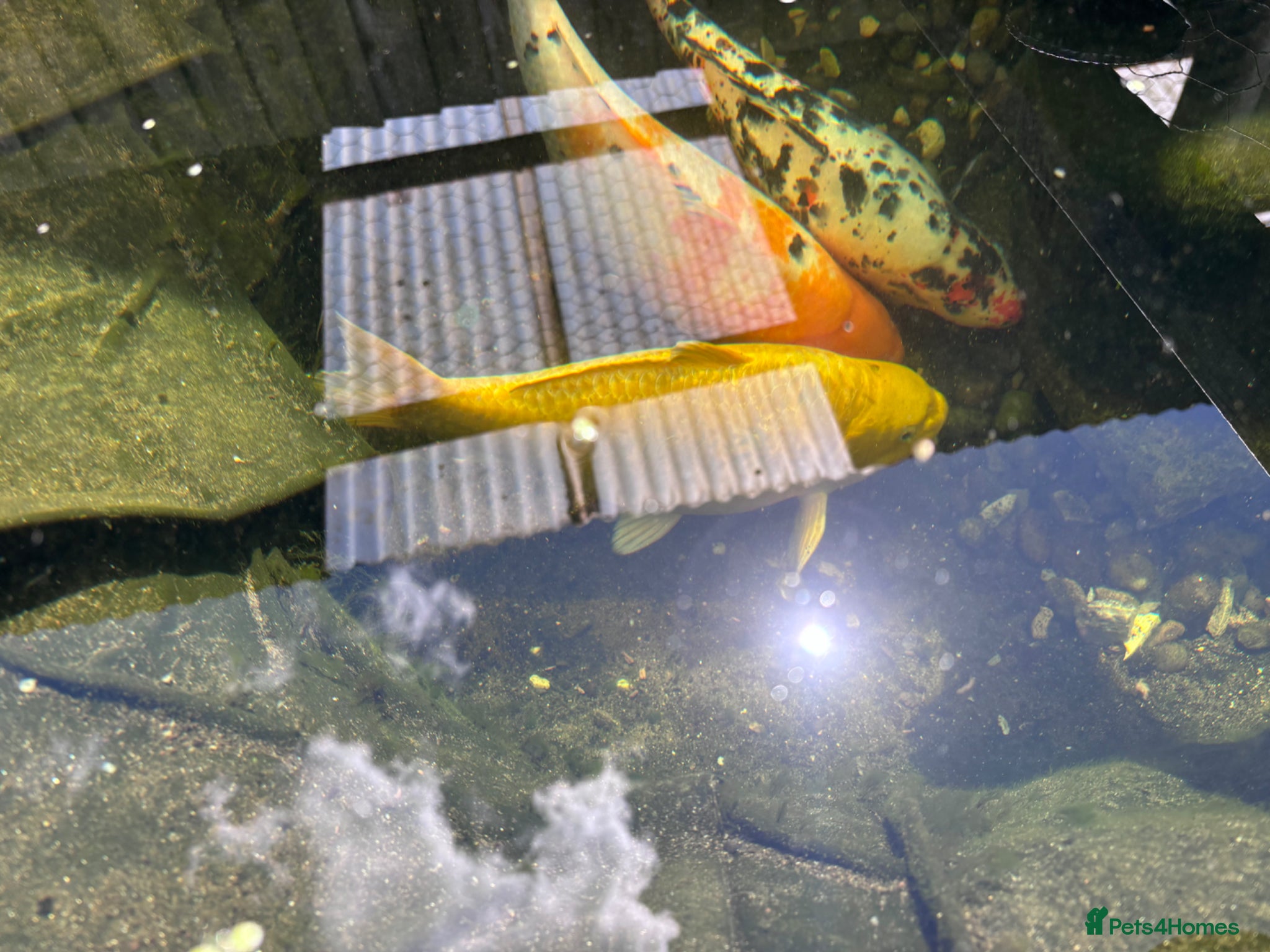 Koi Carp fish 3 Koi Fish - Advert 2