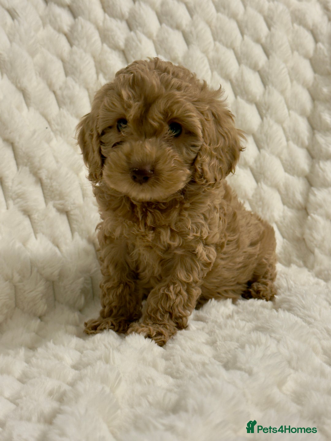 Cockapoo dogs for sale: ⭐️cockerpoo puppies⭐️ - Advert 5