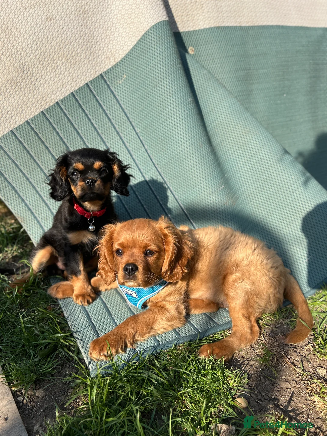 Cavalier King Charles Spaniel dogs for sale: George in Basildon - Advert 2