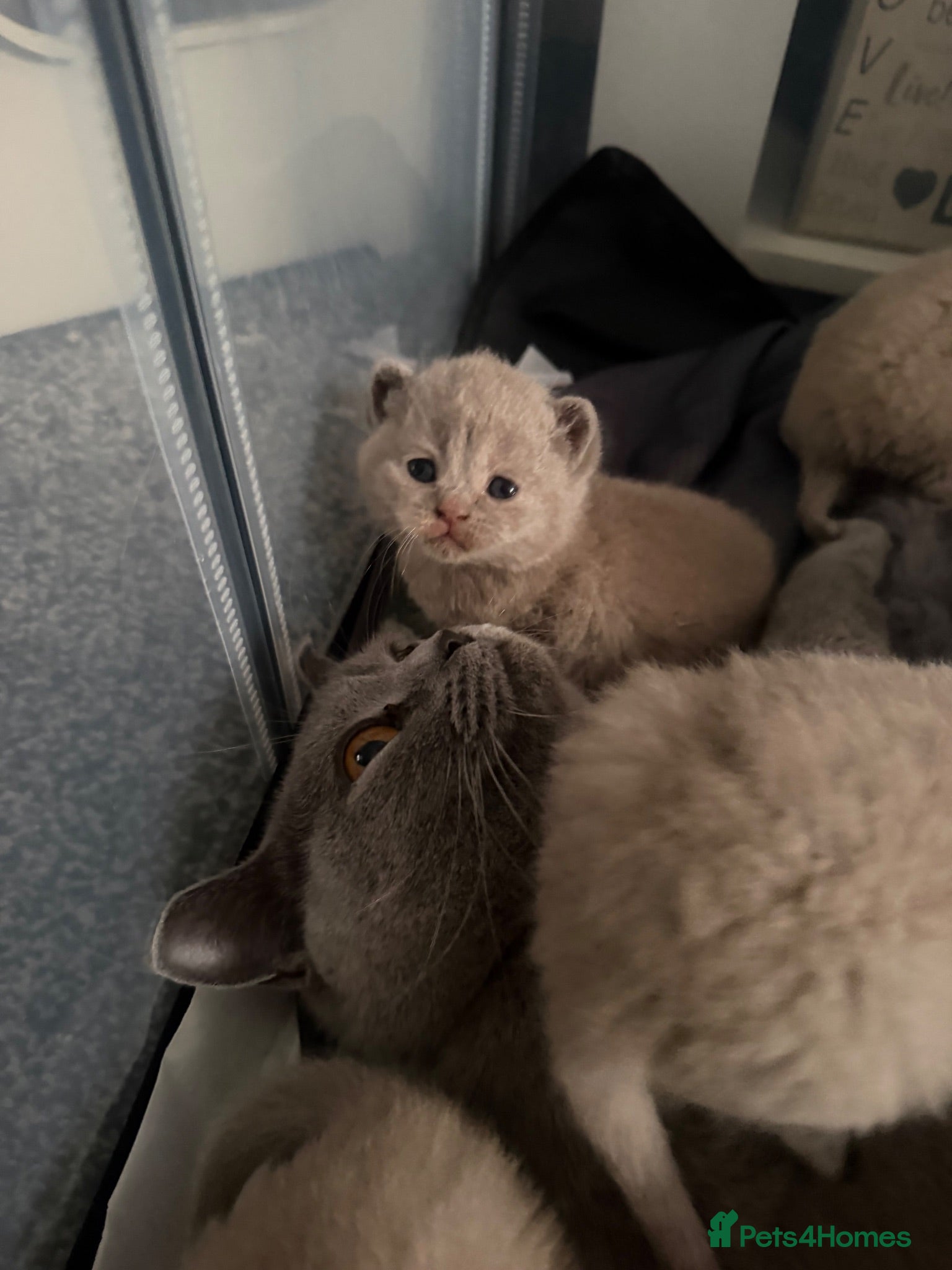 British Shorthair cats 🐾 9 beautiful British shorthairs 🐾 - Advert 13